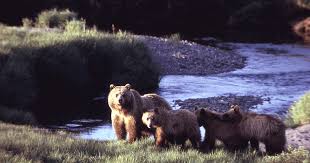 Image result for Ursinia montana