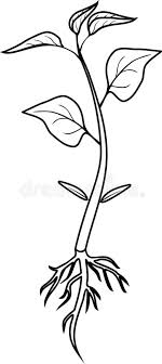Plant black and white calypso beans early in the spring as soon as the soil temperature rises to 60 degrees fahrenheit or in late summer when it drops to 80 degrees f. Pepper Plant Stock Illustrations 24 088 Pepper Plant Stock Illustrations Vectors Clipart Dreamstime