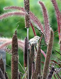 Maybe you would like to learn more about one of these? Ornamental Millet Pennisetum Glaucum Wisconsin Horticulture