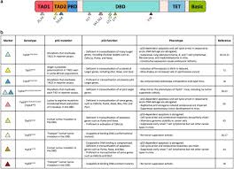 The process of making proteins from mrna template. Deconstructing Networks Of P53 Mediated Tumor Suppression In Vivo Cell Death Differentiation