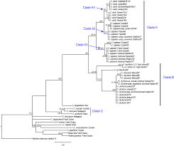 Image result for Chrysophyllum bangweolense