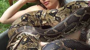 Is It Some Belief That Anaconda Size Their Owners Up In Order To Eat Them Snake Facts Animals Anaconda Snake
