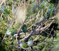 Monk Parakeets In Italy C World Parrot Trust Birds Monk Parakeet Parakeet
