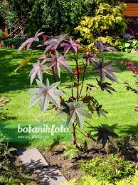 Image result for Ricinus communis