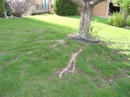 How Should I Manage Those Visible Surface Roots That Appear In Lawns Around Well Established Tree In 2021 Landscaping Around Trees Mulch Around Trees Landscaping Trees