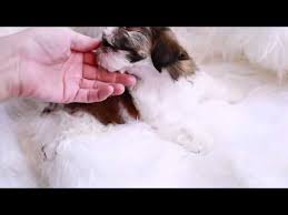 They are believed to have stemmed from the mating of the pekingese. Shih Tzu For Sale In Alabama 07 2021