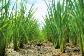 Image result for Pleioceras orientale