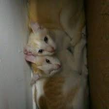 Gerakkan bet ke depan condong ke bawah. 8 Kemeja Ideas Dress Patterns Sewing Patterns Pattern