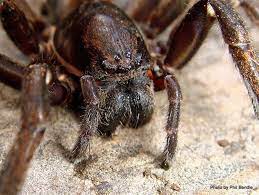 This spider has a 5 centimetre leg span and it has large fangs and can. Vagrant Spider Manaaki Whenua