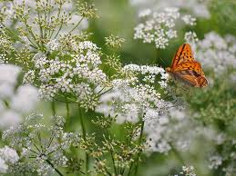 The plant is compact and upright and can be used equally well as a specimen plant or as hedging. How And Where To Grow Umbellifers Frothy Plants Saga