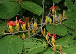 Image result for Helicteres