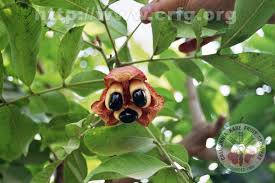 Image result for Blighia