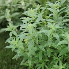 We did not find results for: Aloysia Citrodora Lemon Verbena Syn Lippia Citriodora Lemon Verbena Garden Plants Design Verbena