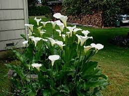 White Calla Lilies In Front Yard Backyard Landscaping Front Garden Front Yard