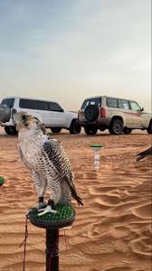 pin by abdulkarim abdullah on nissan patrol farm art hawk pictures girly images