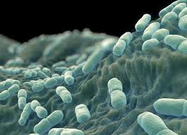 The listeria bacterium is able to enter and survive within immune cells such as macrophages. Listeria Monocytogenes The Hardyblog