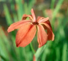 Image result for Lannea fulva