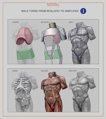 Doctors and medical instructors employ torso manikins to illustrate the complicated structure and functions of the internal organs. Artstation Male Torso Anatomy For Sculptors Anatomy For Artists Male Torso Man Anatomy