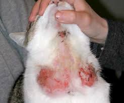 Fleas typically host on cats and dogs but they will bite you'll be able to get a free quote upfront. The Facts On Flea And Tick Dangers For Your Pets Mypet