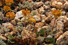 Image result for Eriosema erici-rosenii