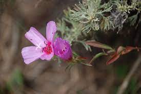 Onagraceae Clarkia Rubicunda Farewell To Spring Pph Spring Flowers Plants