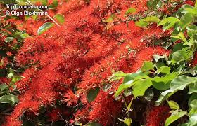 Image result for Combretum microphyllum