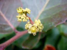 Image result for Mystroxylon