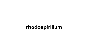 2 b food microbiology laboratory, college of light industry, textile and food engineering, sichuan university, chengdu, sichuan, china. How To Pronounce Rhodospirillum Howtopronounce Com