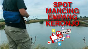 Mancing kakap putih di ds blacanan kab pekalongan umpan udang hidup kamera gopro hero 7 hay mas bro. Bulan Musim Ikan Kakap Putih Yang Wajib Anda Ketahui Hobi Mancing