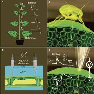 Measuring electrical voltage changes across plant tissues, AI-generert