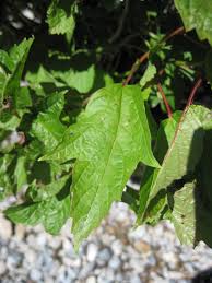 Striving for the right answers? Viburnum Species Comparison