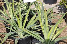 Image result for Beschorneria sp. (Biegel 5357)