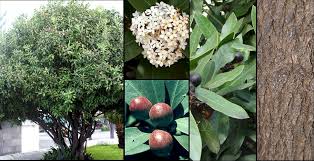 Image result for Acokanthera oblongifolia