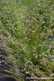 Image result for Eriocaulon bongense