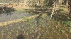 Maybe you would like to learn more about one of these? Ø¯ ÙØ²Ø§Ø±Ø¹ Twitterren Ø§ÙØ¨ÙÙÙÙØ§Ù Ø§ÙÙÙØ¨Ø§Ø³Ø§ ÙÙ Ø§ÙÙØ²Ø±Ø¹Ù Ø¨Ø§ÙÙØµÙÙ ØªØµÙÙØ± Ø§ÙÙÙÙ