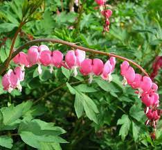 Astilbe Companion Plants What To Grow With Astilbe Bleeding Heart Companion Planting Plants