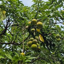 Image result for Casimiroa