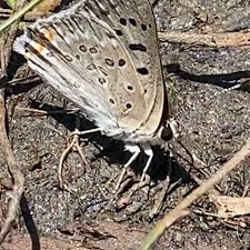 Image result for Loxodera bovonei