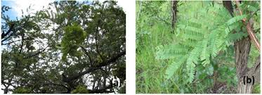 Image result for Macledium poggei