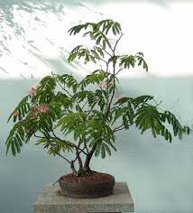 We did not find results for: Mimosa Bonsai Tree Care Guide Albizia Julibrissin Bonsai Tree Gardener