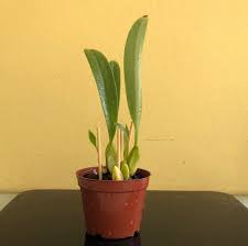Image result for Bulbophyllum X chikukwa