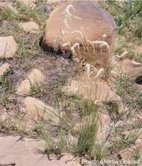 Image result for Elionurus