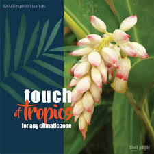Australian native plants are a great option for all different weather conditions. Tropical Plants For Any Climate About The Garden Magazine