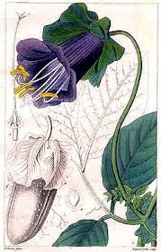 Image result for Cobaea