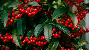Image result for Ardisia