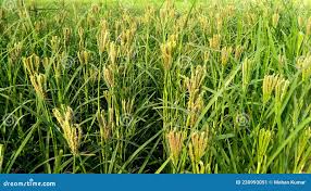 Image result for Eleusine africana