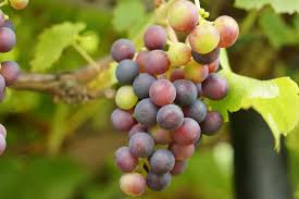 Ob Eine Weinrebe An Einer Warmen Sudwand Oder Im Gewachshaus Wachst Die An Der Sonne Gereiften Roten Oder Weissen Traube In 2020 Weinreben Pflanzen Pflanzen Weinrebe
