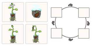 Life Cycle Of A Bean Worksheet And Resource Pack Life Cycles Plant Life Cycle Life Cycles Activities