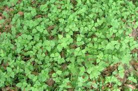 Image result for Calyptocarpus vialis