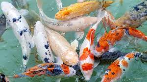Koi Fish Live Wallpaper Free Download Koi Fish Live Wallpaper Fish Wallpaper Koi Fish Koi